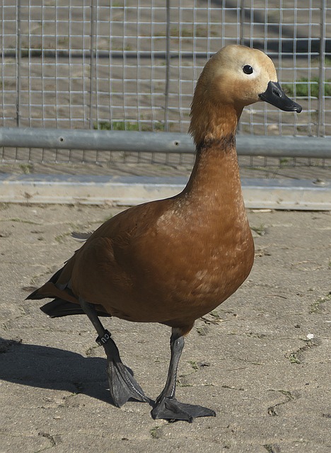 并探讨湖人